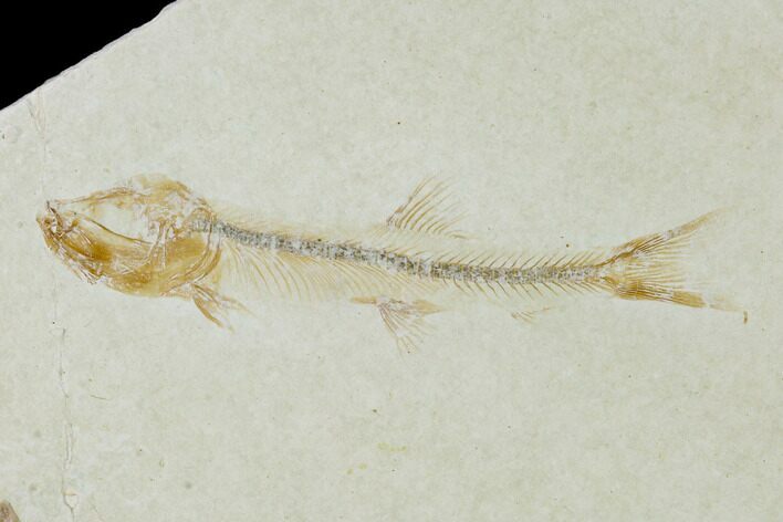 Jurassic Fossil Fish (Orthogoniklethrus) - Solnhofen Limestone #139362